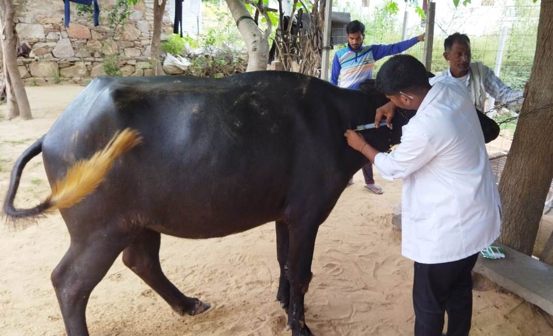 Free animal treatment done at village JHEEDA, CHOMU on Dated 23.08.2023